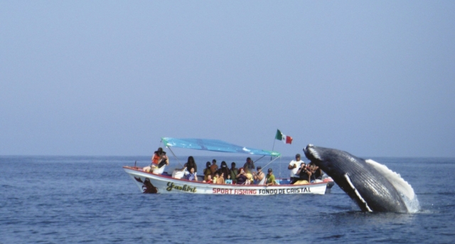  balena vicino alla barca 